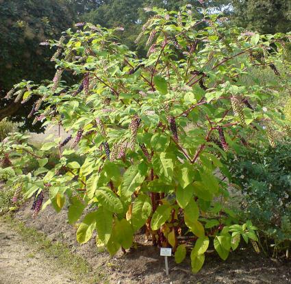 «Αγριοσταφίδα (Phytolacca americana)» <br/> Πηγή: https://commons.wikimedia.org/wiki/File:01783_-_Phytolacca_americana_%28Amerikanische_Kermesbeere%29.JPG