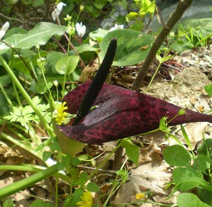 «Αρκοκολόκασον (Arum dioscoridis)» <br/> Πηγή: https://he.wikipedia.org/wiki/%D7%A7%D7%95%D7%91%D7%A5:Arum_dioscoridis.jpg