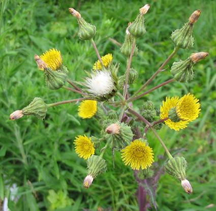 «Γαλατούνα (τζ̆όχχος)» <br/> Πηγή: Ixitixel, https://pms.wikipedia.org/wiki/Sonchus_oleraceus#/media/File:Sonchus_oleraceus_Bluetenstand.jpg