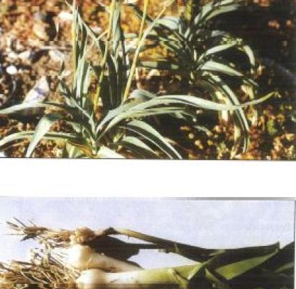 «Αρκόπρασον ή σκουράθθα (αγριόπρασο)» <br/> Πηγή: Καντζηλάρης 2007, 268