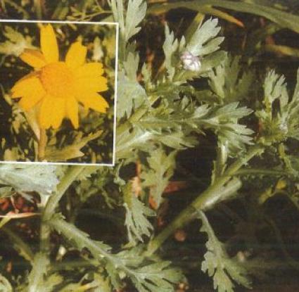Σημιλλούδι, Καντζηλάρης Γ. (2007) 277.