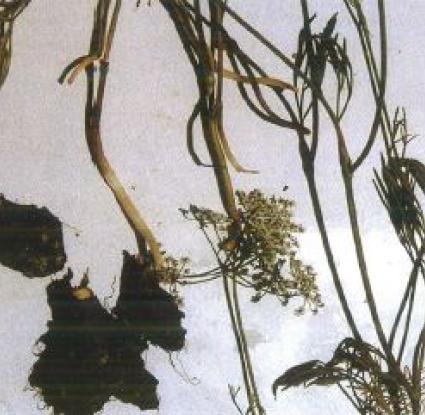 Σταυροκάρυα, Καντζηλάρης Γ.(2007) 278