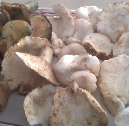 Manitaria - mushrooms