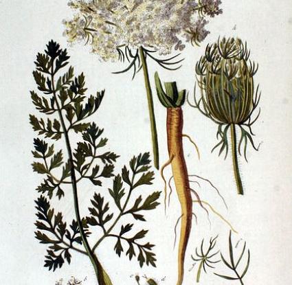 «Βαυτζ̆ίν» <br/> Πηγή: https://commons.wikimedia.org/wiki/File:Daucus_carota_%E2%80%94_Flora_Batava_%E2%80%94_Volume_v2.jpg