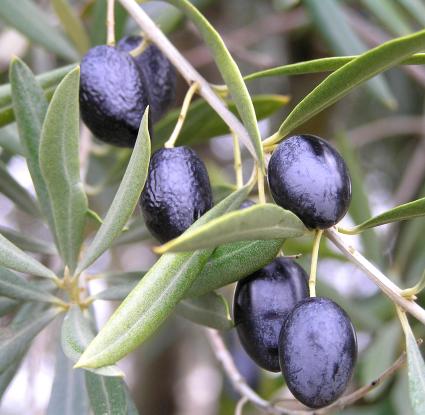 «Ώριμοι καρποί ελιάς» <br/> Πηγή: Wikimedia Commons, File:Aceitunas maduras. JPG, https://upload.wikimedia.org/wikipedia/commons/9/98/Aceitunas_maduras.JPG