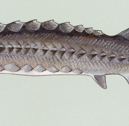 «Οξύρρυγχος» <br/> Πηγή: https://en.wikipedia.org/wiki/Acipenser_oxyrinchus#/media/File:Acipenser_oxyrhynchus.jpg