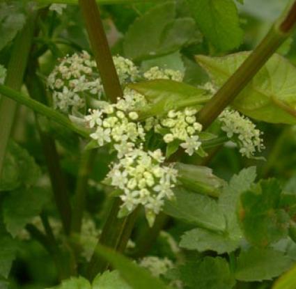 «Αρκοσελλενούιν (Apium nodiflorum)» <br/> Πηγή: https://en.wikipedia.org/wiki/Apium_nodiflorum#/media/File:Helosciadium_nodiflorum2.jpg