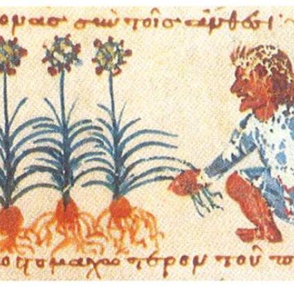 Καλλιέργεια κήπου. Λεπτομέρεια μικρογραφίας χειρογράφου του 12ου αι. από τη Μονή Μεγίστης Λαύρας του Αγίου Όρους.J. Koder, 2005. "Η καθημερινή διατροφή στο Βυζάντιο με βάση τις πηγές", εικ. 7, σελ. 24. Στο Δ. Παπανικόλα-Μπακιρτζή (επιμ. έκδ.), Βυζαντινών Διατροφή και Μαγειρείαι. Αθήνα: Ταμείο Αρχαιολογικών Πόρων και Απαλλοτριώσεων.