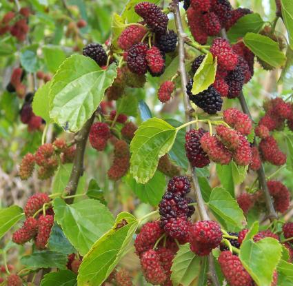 «Βαβάτσινοι (μούρα)» <br/> Πηγή: https://en.wikipedia.org/wiki/Moreae#/media/File:Morus_alba_fruits.jpg