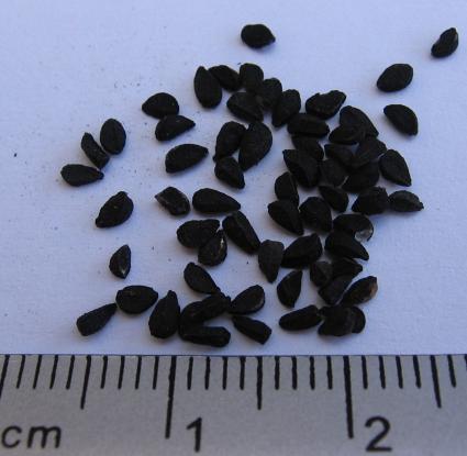 Σπόροι μαυρόκοκκου <br/> Πηγή: http://en.wikipedia.org/wiki/File:Nigella_Sativa_Seed.jpg.