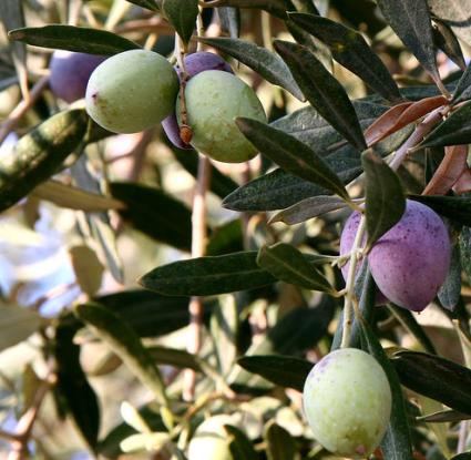 «Κλαδί ελιάς με καρπούς» <br/> Πηγή: http://en.wikipedia.org/wiki/File:Olivesfromjordan.jpg