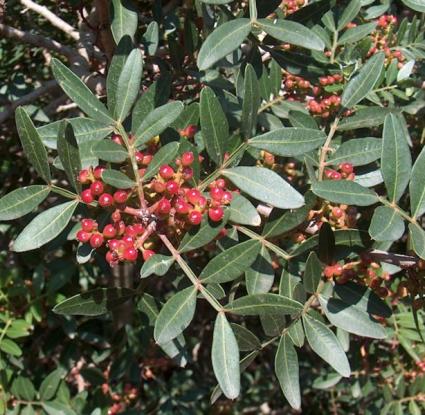 «Φυτό και καρποί σχοίνου (Pistacia lentiscus)»