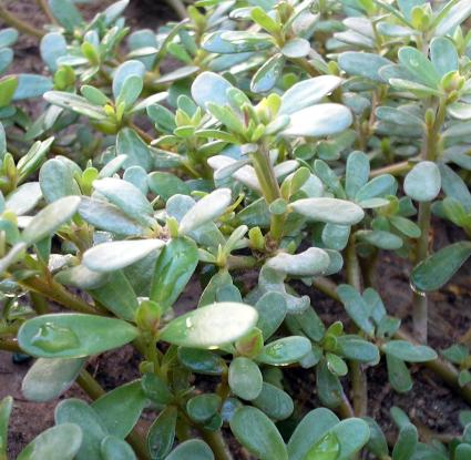 Γλιστηρίδα <br/> http://en.wikipedia.org/wiki/File:Portulaca_oleracea.JPG