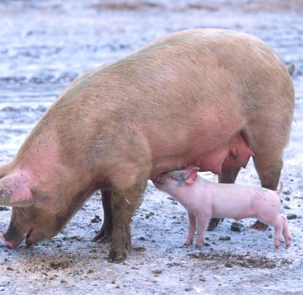 «Οικόσιτος χοίρος» <br/> Πηγή: http://en.wikipedia.org/wiki/File:Sow_with_piglet.jpg