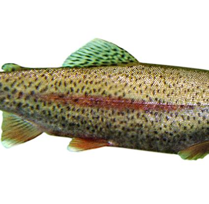 Πέστροφα  Oncorhynchus mykiss. <br/> Πηγή: http://en.wikipedia.org/wiki/File:Trout.jpg