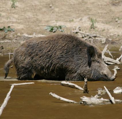 «Αγριόχοιρος» <br/> Πηγή: http://commons.wikimedia.org/wiki/File:Wild_Boar_Habitat_quadrat.jpg