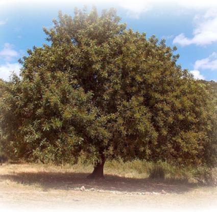 Terats̆iá, teráts̆ia - carob tree and carobs