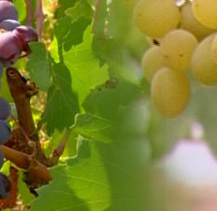 &quot;Commandaria is made exclusively from two types of indigenous Cyprus grapes: Xynisteri and Mavro&quot; 