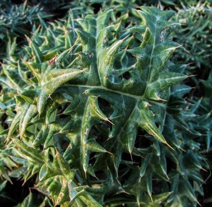 «Απλωταρκά (cynara cornigera). Πάρκο Κάβο Γκρέκο, Κύπρος» 