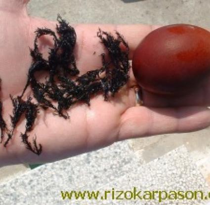 Άδεια δημοσίευσης από: http://www.rizokarpason.com/sintages1.htm  