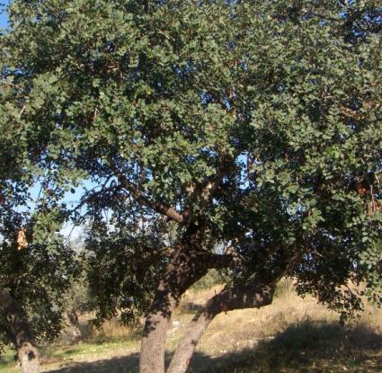 Δένδρο χαρουπιάς <br/>Πηγή: http://sikam.files.wordpress.com/2008/10/xaroupia1.jpg