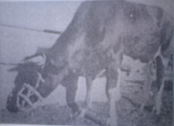 Φίμωτρο. Copyright Δημοτικό Σχολείο Ορούντας (1993) Η Ορούντα, 73 