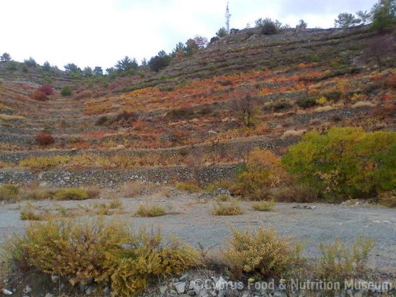 Καλλιέργεια αμπελιών σε επικλινές έδαφος με δόμες. 