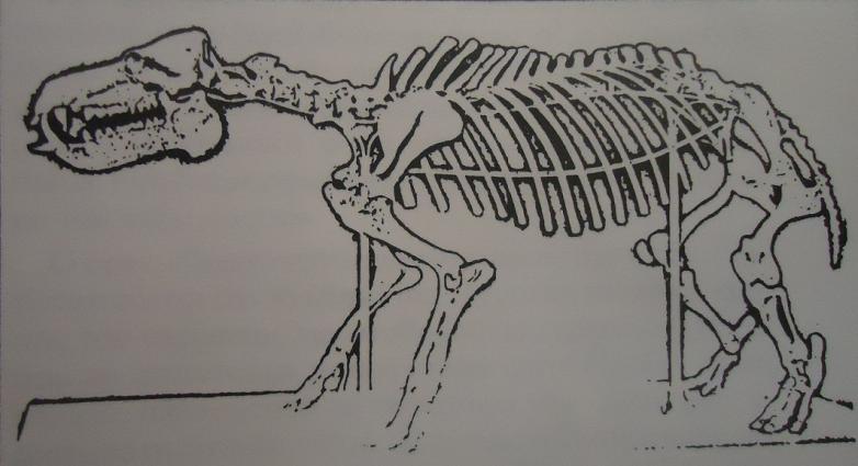 Σκελετός νάνου ιπποπόταμου (Hippopotamus minutus  ή Phanurios minutus) με βάση απολιθωμένα οστά που βρέθηκαν στην Κύπρο. Το θηλαστικό αυτό είχε μήκος 1, 40m και ύψος 0, 68m.