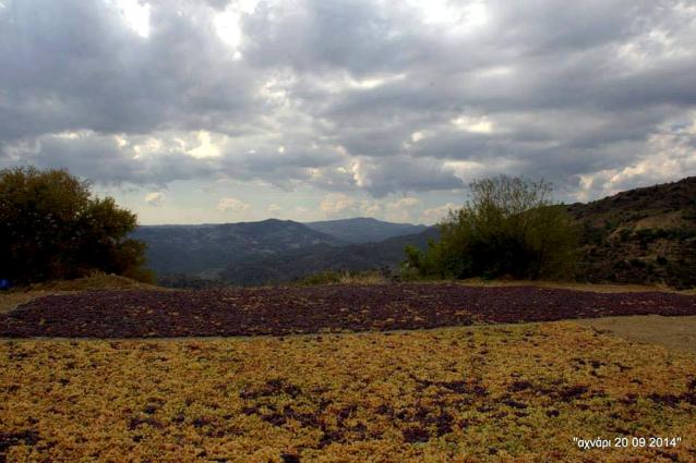Σταφύλια απλωμένα στον ήλιο, μετά τον τρύγο. Όσο πιο πολλές μέρες μείνουν στον ήλιο, τόσο πιο γλυκό θα είναι το κρασί. <br/> Πηγή: Χρίστος Δημητρακόπουλος, προσωπική ιστοσελίδα Facebook. 