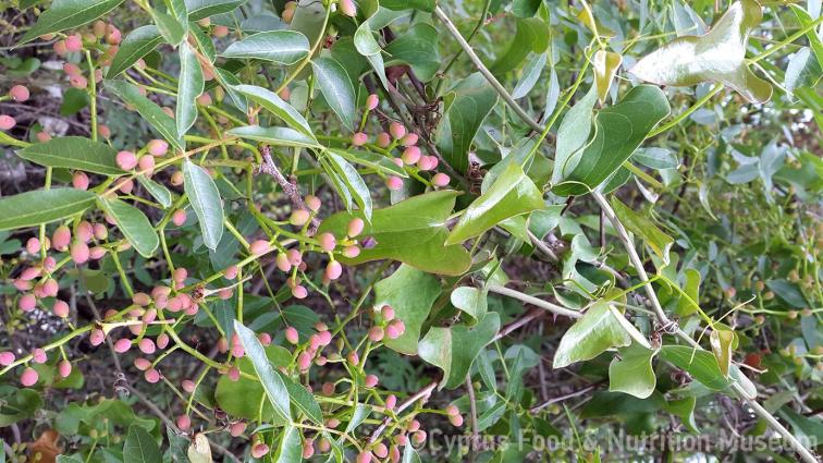 Τριμιθιά (pistacia terebinthus). <br/> Πηγή: Στάλω Λαζάρου. 