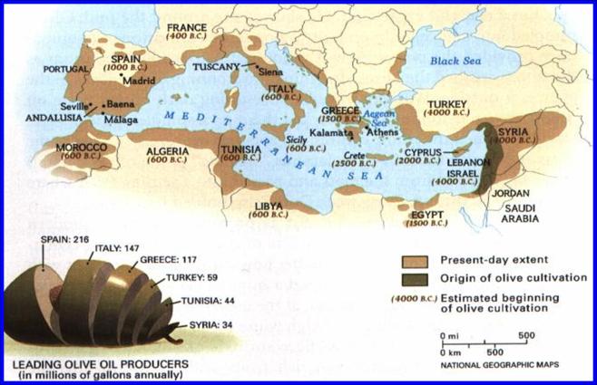Διάδοση ελαιοκαλλιέργειας στη Μεσόγειο, Αρχείο Α. Ματάλα