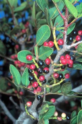 Pistacia lentiscus (σχινιά). Φωτ. Χ. Χριστοδούλου. 