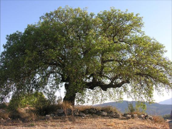 Pistacia atlantica subsp. cypricola, ο τρέμιθος, η τρεμιθκιά. Λυσός, Πάφος. Φωτ. Χ. Χριστοδούλου, 2006.