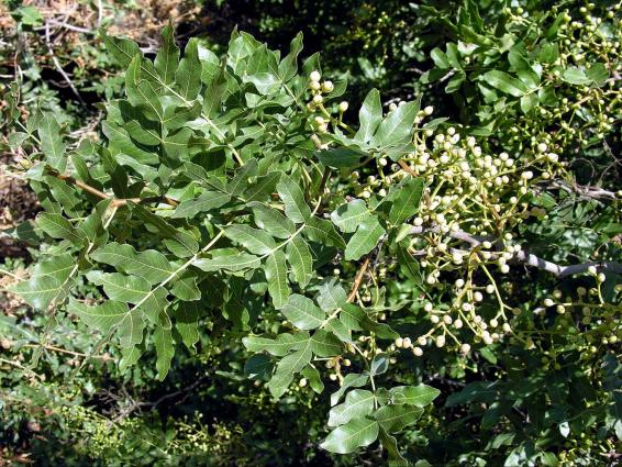 Φύλλα και καρποί της Pistacia atlantica subsp. cypricola. Φωτ. Χ. Χριστοδούλου, 2006