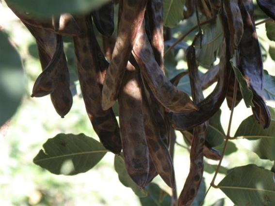 Carobs and carob syrup, exports in the 18th c.