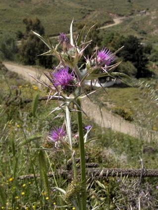 Notobasis syriaca. <br/> Πηγή: Hans Hillewaert, https://commons.wikimedia.org/wiki/File:Notobasis_syriaca.jpg