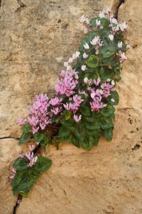 Κυκλάμινα (Cyclamen persicum) στους Τάφους των Βασιλέων στην Πάφο (2013). <br/> Πηγή: Wildlife Travel (https://www.flickr.com/photos/wildlifetravel/8568774403/in/photostream/)