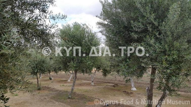 Ελαιώνας στο Πολιτικό. <br/> Πηγή: Στάλω Λαζάρου.