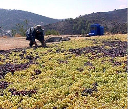 With permission from: http://www.commandariawine.com/index.php