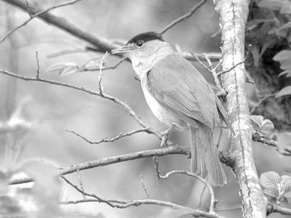 Ampelopoul(l)in - blackcap 