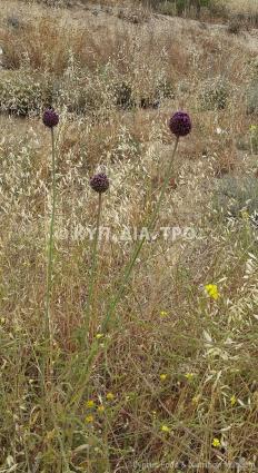 Αγριόπρασο (αρκόπρασο ή σκουράθθα). <br/> Πηγή: Στάλω Λαζάρου. 