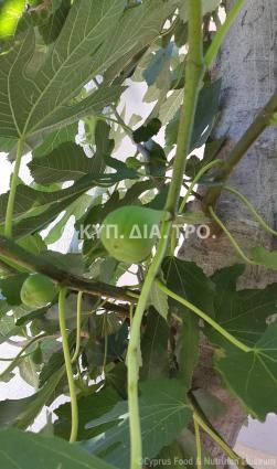 Βάρτιτζιη συκιά στον Άγιο Δομέτιο. <br/> Πηγή: Στάλω Λαζάρου. 