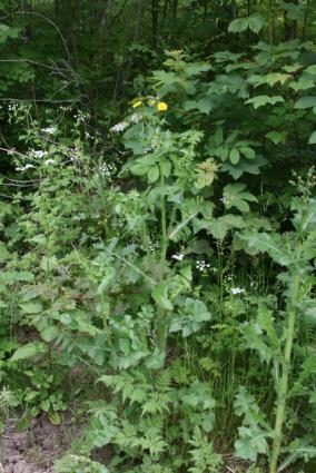 Γαλατούνα. <br/> Πηγή: Sten, https://pms.wikipedia.org/wiki/Sonchus_oleraceus#/media/File:Sonchus-oleraceus-habit.JPG