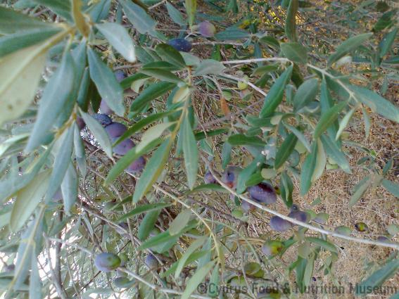 Ελαιόδεντρο με μαύρες ελιές, <br/> Πηγή: Στάλω Λαζάρου