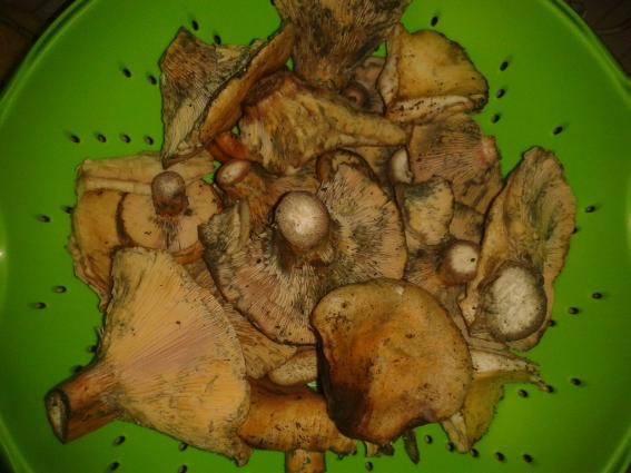 Manitaria - mushrooms