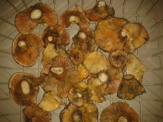 Manitaria - mushrooms