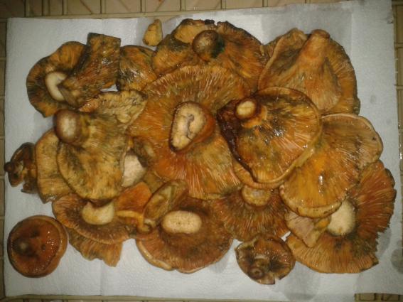 Manitaria - mushrooms