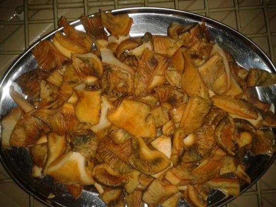 Manitaria - mushrooms