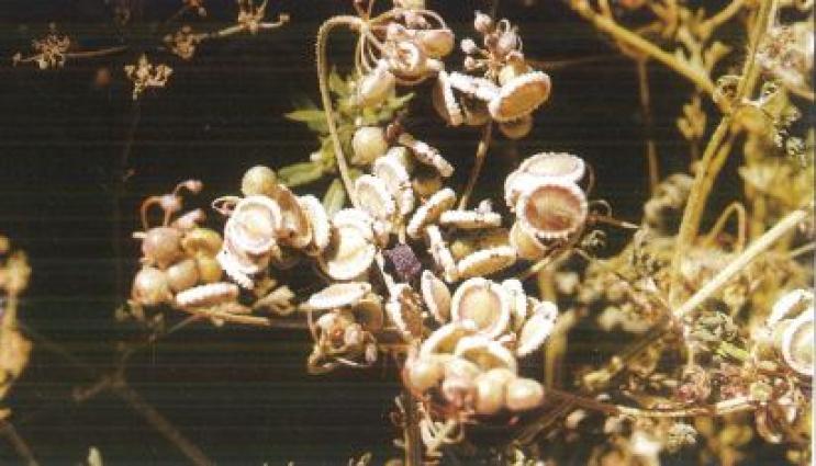 Μηλιάρισσος, Καντζηλάρης Γ. (2007) 274.