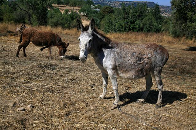 «Γαϊδούρια στην Αμαργέτη»  <br/> Πηγή: Φ. Γεωργιάδης